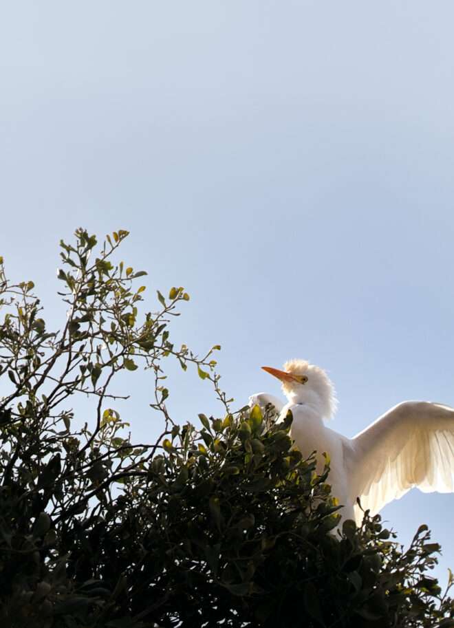Garza bueyera anidando en Cumbal - Elkin Vallejo