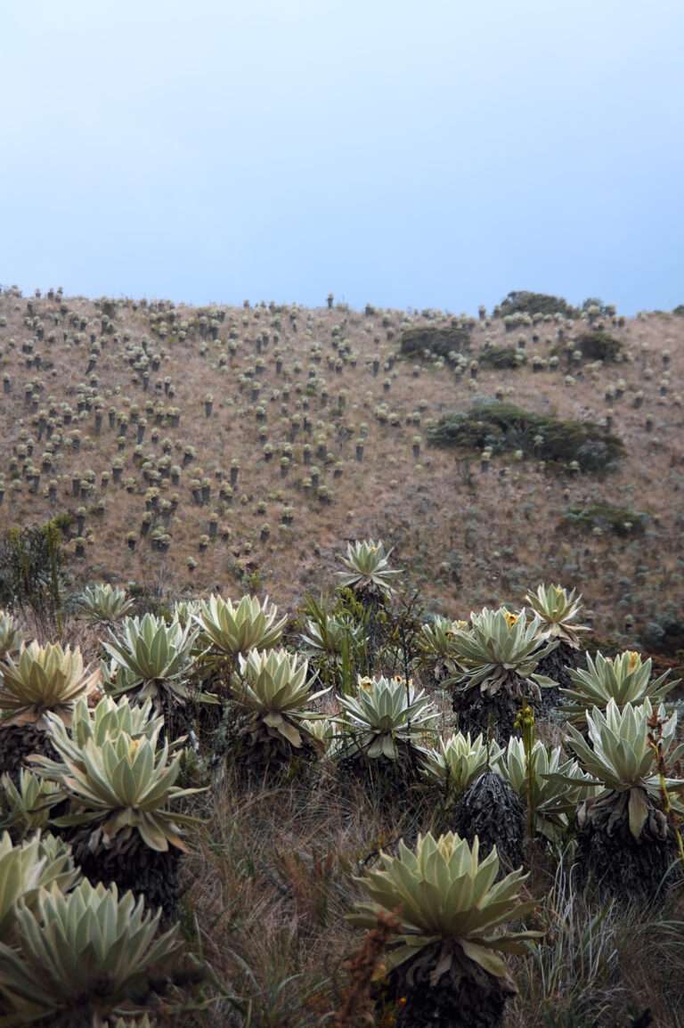 Páramo El Fraile - Elkin Vallejo