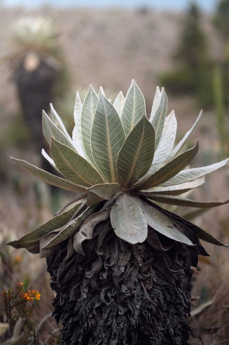 Páramo El Fraile - Elkin Vallejo