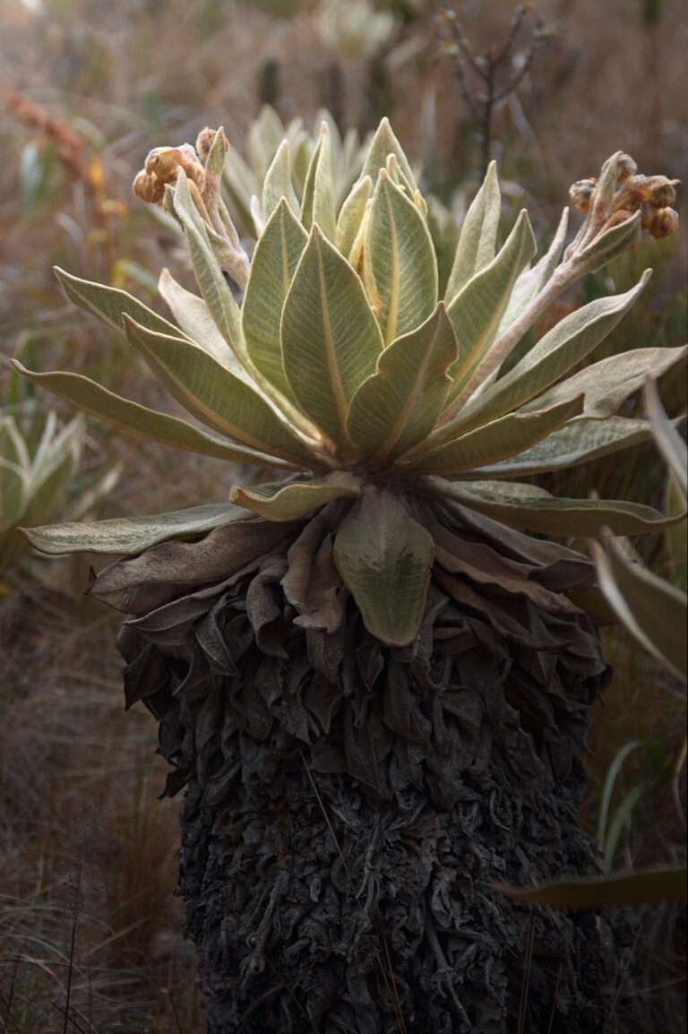 Páramo El Fraile - Elkin Vallejo