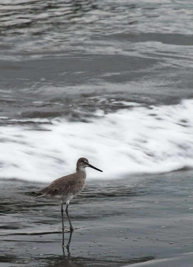 Playero grande en Tumaco - Elkin Vallejo