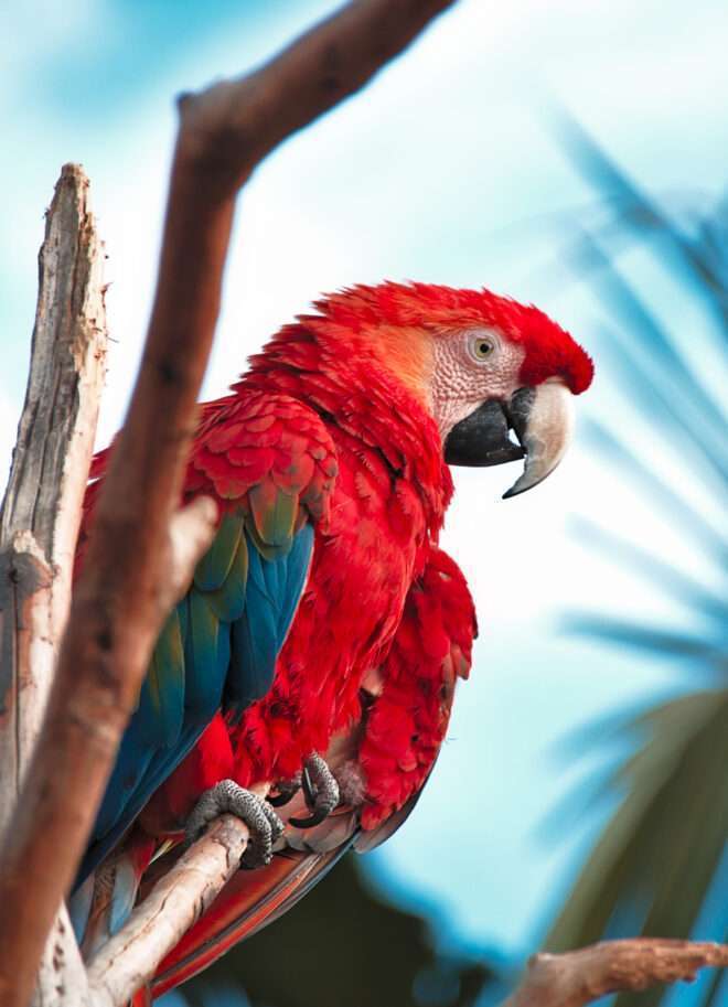Guacamaya roja - Elkin Vallejo