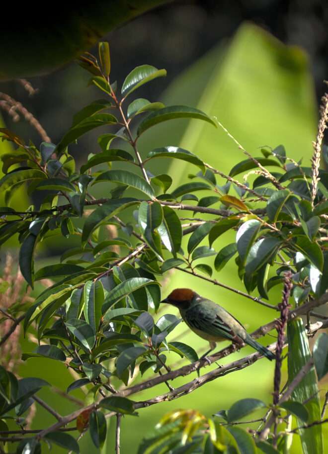 Tángara de lomo negro - Consacá - Elkin Vallejo