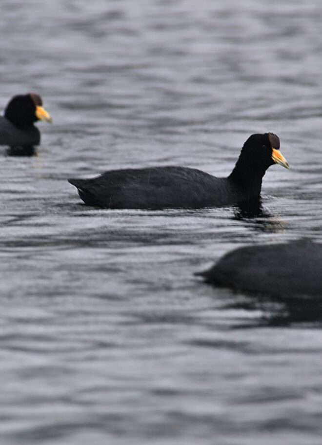 Gallareta andina - La Cocha - Elkin Vallejo
