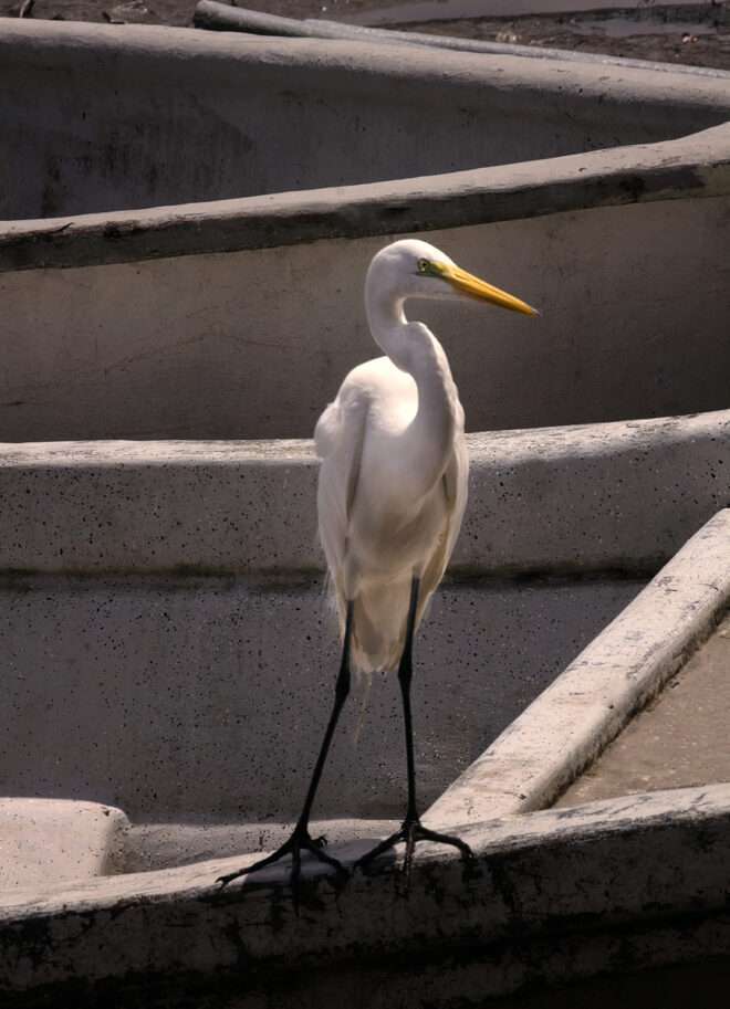 Garza blanca en Tumaco - Elkin Vallejo