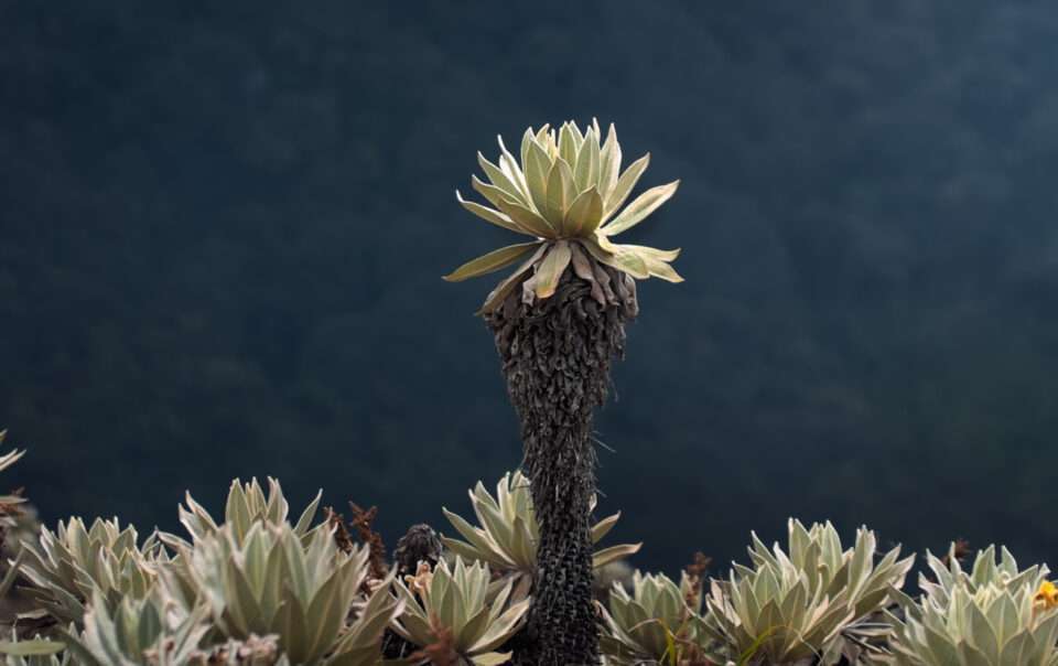 Páramo El Fraile - Elkin Vallejo
