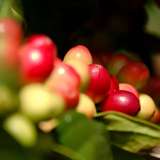Cerezas de café de especialidad de Nariño - Elkin Vallejo