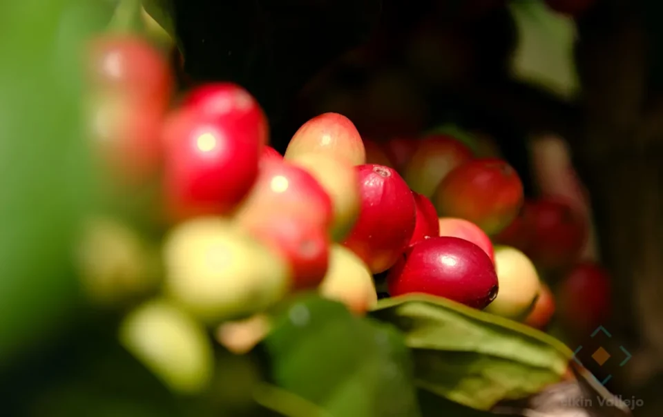 Cerezas de café de especialidad de Nariño - Elkin Vallejo