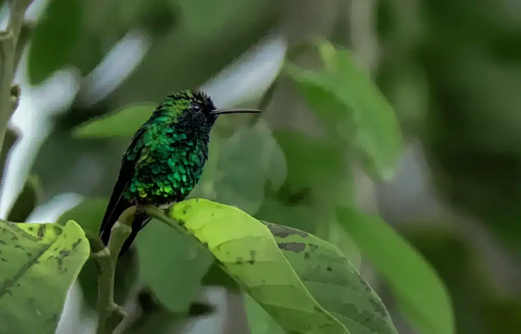 Esmeralda Occidental - Chlorostilbon melanorhyncus - Yacuanquer - Elkin Vallejo