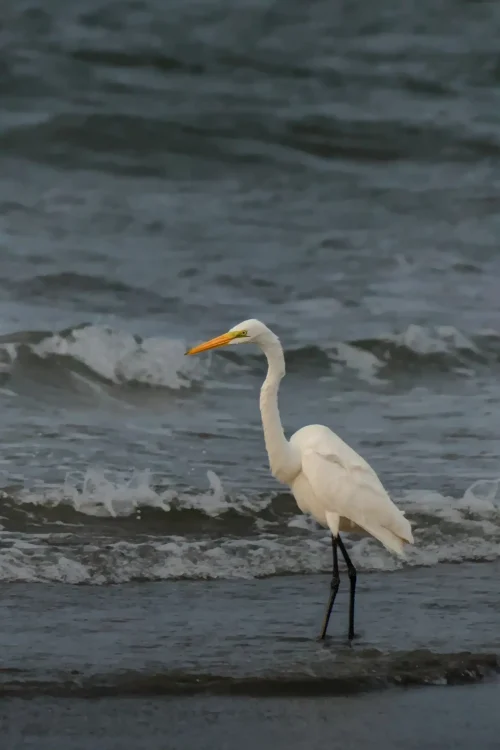 Garceta Grande - Ardea Alba en Tumaco - Elkin Vallejo