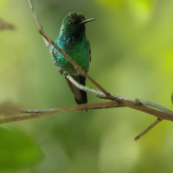 Alas de Nariño - Elkin Vallejo