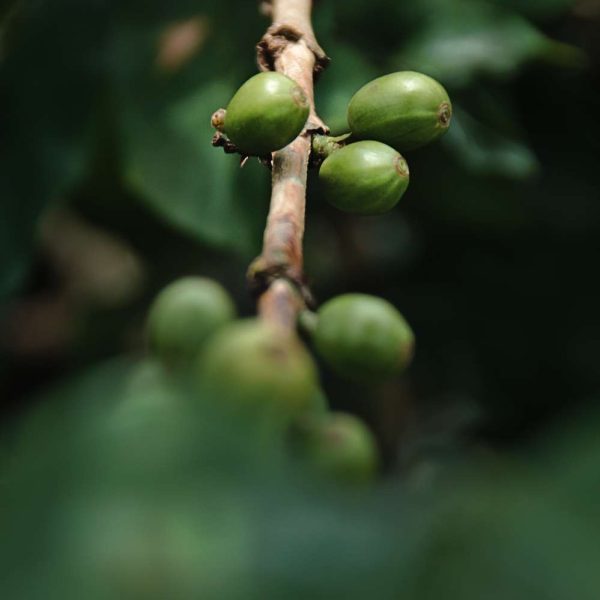 Cultivo de café de especialidad - Gastronomía - Elkin Vallejo