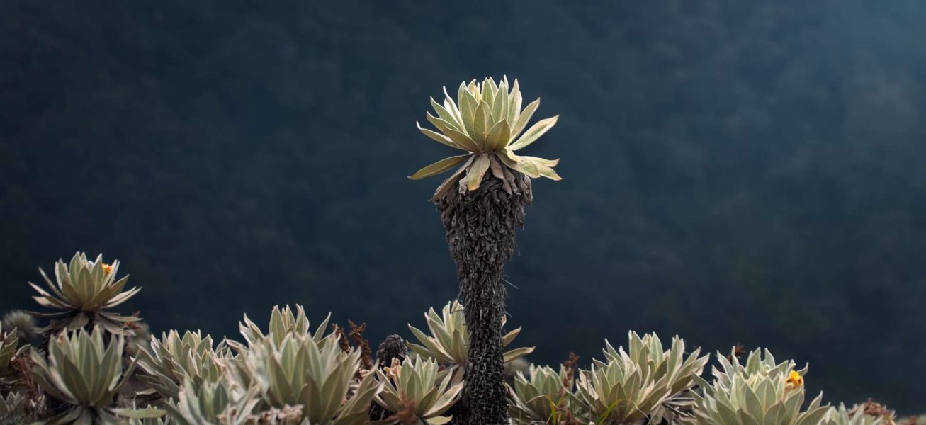Páramo El Fraile - Elkin Vallejo