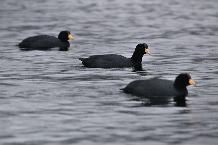 Gallareta andina - La Cocha - Elkin Vallejo